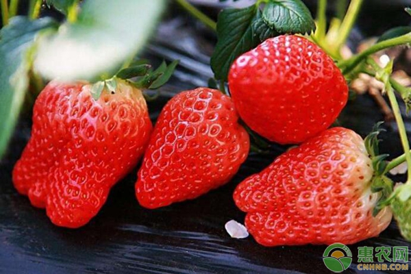 草莓多少钱一斤？2018年最新产区大棚草莓价格行情