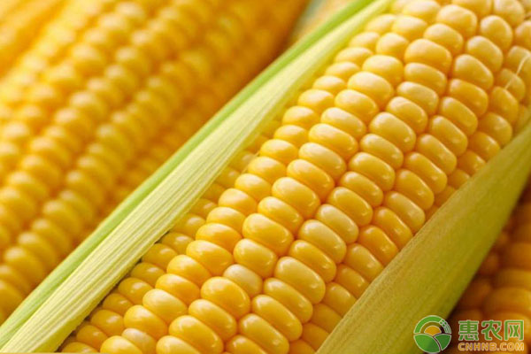 2019元旦后玉米价格会大涨吗？最新玉米收购价格行情分析
