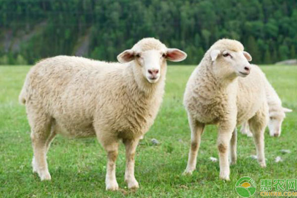 想要在农村养羊，是养山羊好还是绵羊好？