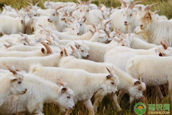 优安的觅编辑部整理:想要在农村养羊，是养山羊好还是绵羊好？