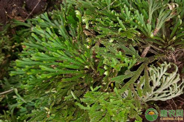 “九死还生草”多少钱一斤？有哪些功效作用？（附种植技术）