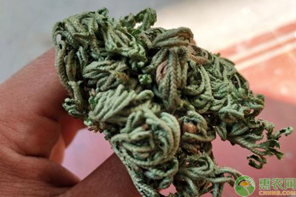 “九死还生草”多少钱一斤？有哪些功效作用？（附种植技术）