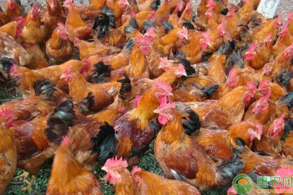淘汰鸡多少钱一斤？2019全国最新淘汰鸡价格行情分析