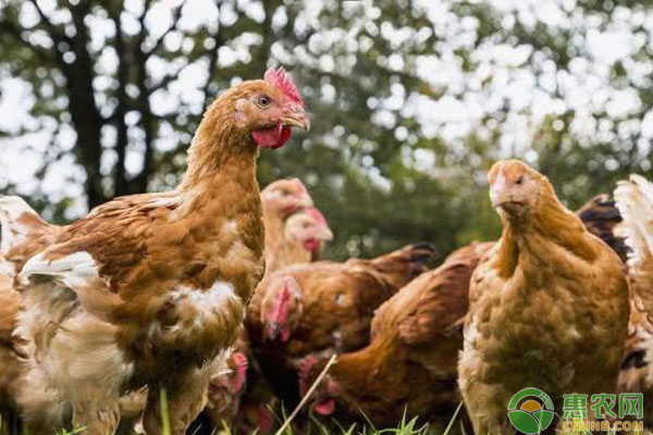 淘汰鸡多少钱一斤？2019全国最新淘汰鸡价格行情分析