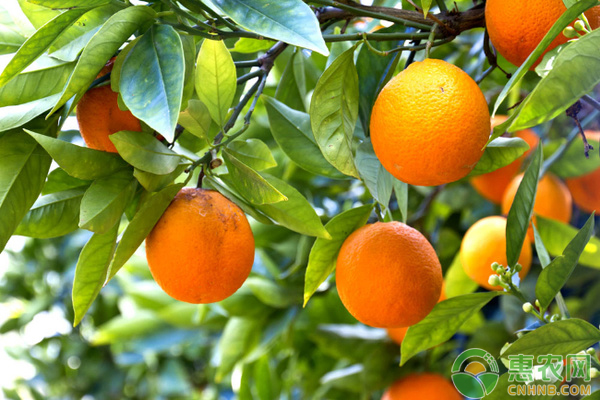 2019年橙子价格如何？全国最新橙子价格行情趋势分析