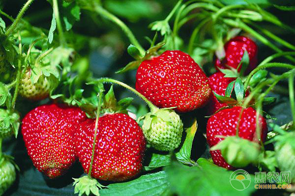 大棚草莓种植的土壤条件