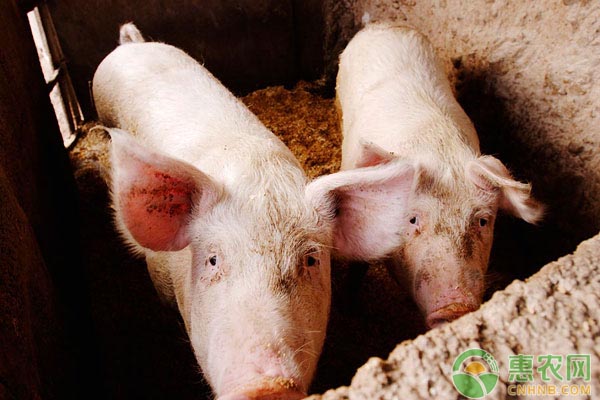 非洲猪瘟又出现：黑龙江某养殖场发生非洲猪瘟疫情，猪价再次受影响！