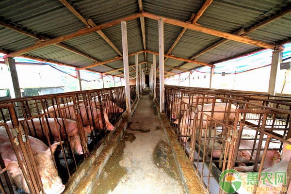 非洲猪瘟又出现：黑龙江某养殖场发生非洲猪瘟疫情，猪价再次受影响！