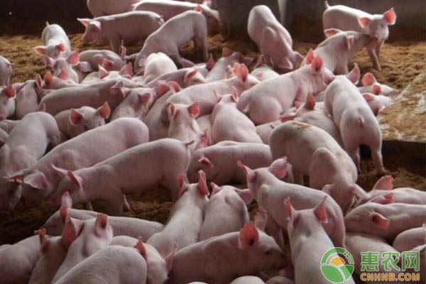 优安的觅编辑部整理:非洲猪瘟又出现：黑龙江某养殖场发生非洲猪瘟疫情，猪价再次受影响！
