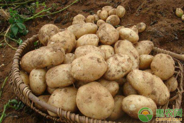如何种植出又大又漂亮的土豆？做好这几个方面的工作是重点！