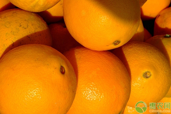 橙子多少钱一斤？2019年最新产区橙子价格行情汇总