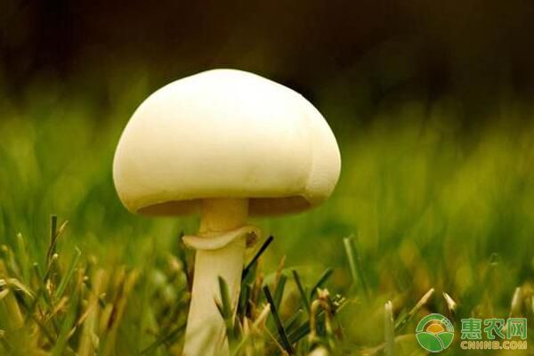 白蘑菇种植前景如何白蘑菇功效作用及种植技术