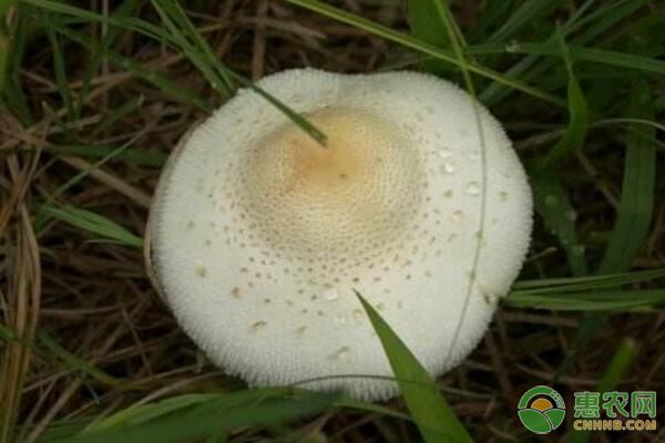 白蘑菇种植前景如何？白蘑菇功效作用及种植技术