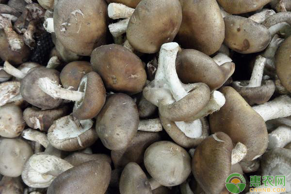 今日香菇多少钱一斤？