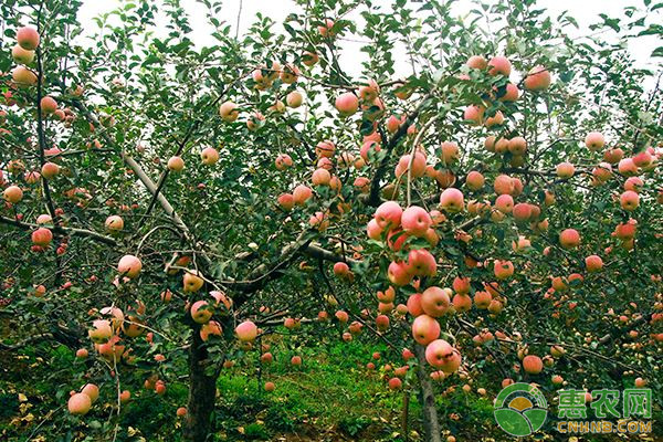 今年苹果的种植前景如何？这三个因素你考虑到了吗？