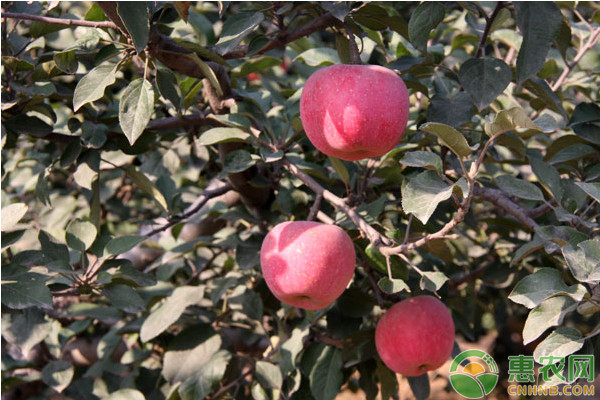 优安的觅编辑部整理:今年苹果的种植前景如何？这三个因素你考虑到了吗？