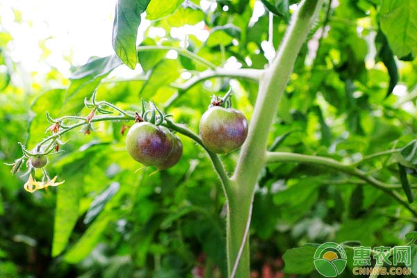 西红柿大量上市，价格如何？2019年最新西红柿价格行情分析