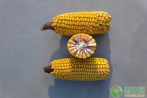 如何才能购买到好质量的玉米种子？这几种方法一定要了解！