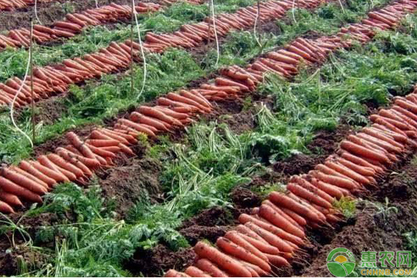 胡萝卜的高产种植技巧