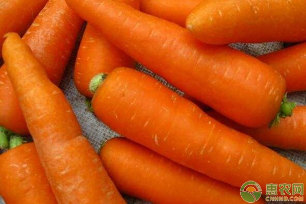 胡萝卜的高产种植技巧