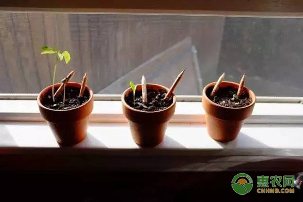 咖啡渣可以废物利用，做花肥
