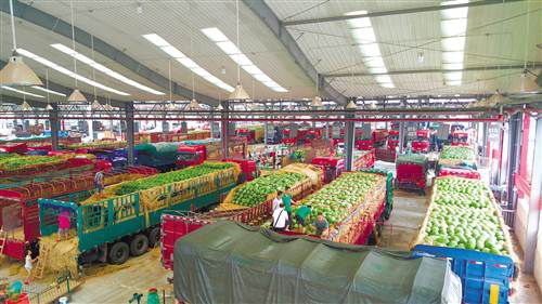 武汉市场菜价下跌，重庆市场蔬菜行情持续走高