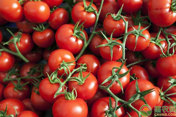 西红柿收购价格行情