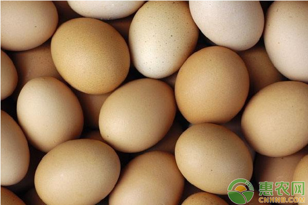 今日鸡蛋价格多少钱一斤？2019年全国鸡蛋价格最新行情预测