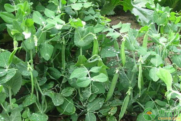 豌豆高产种植要点和注意事项