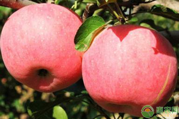 富士苹果品种