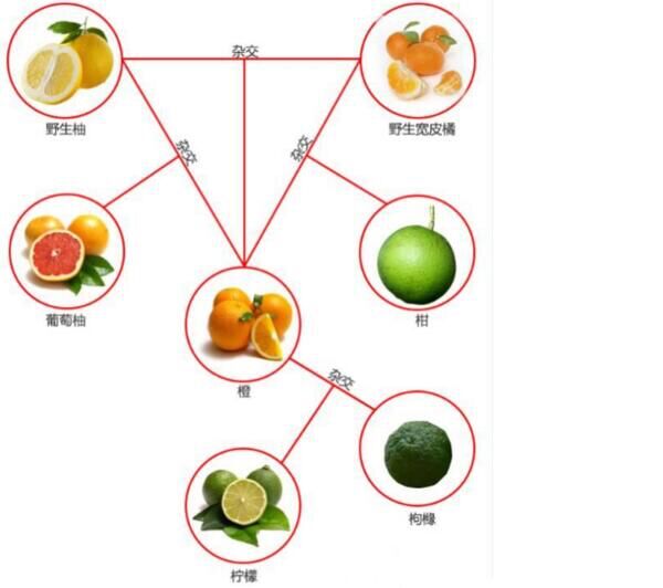 柑、桔、橙、柚间有何区别？一图搞懂柑橘橙柚关系！