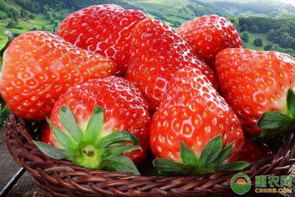 冬季上市的草莓品种有哪些？2019草莓价格行情预测