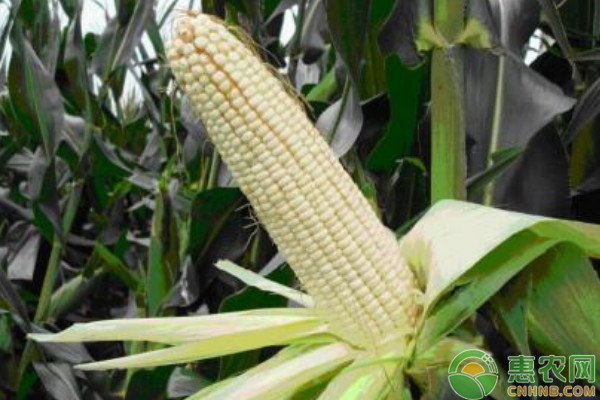 今日玉米价格多少钱一斤？2019年最新玉米产区价格行情