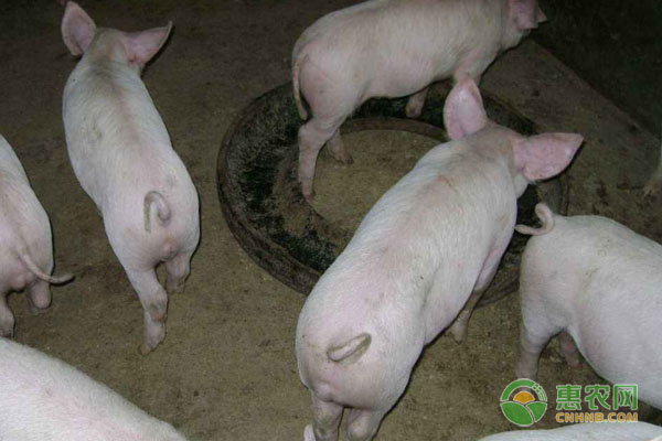 今日生猪多少钱一斤？2019年全国生猪价格涨少跌多