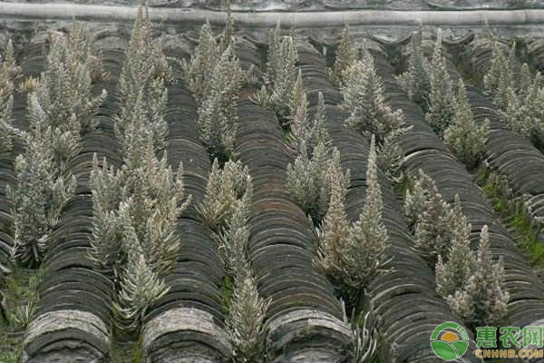 农村瓦房上的野生植物“瓦松”的功效及作用