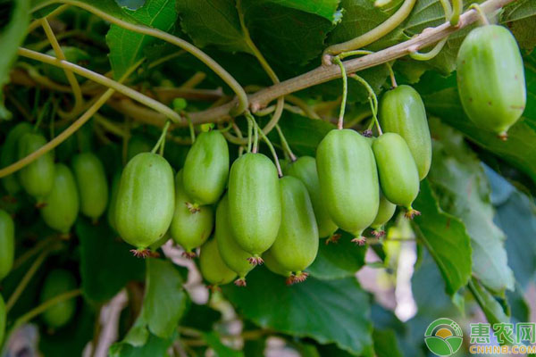 软枣猕猴桃品种