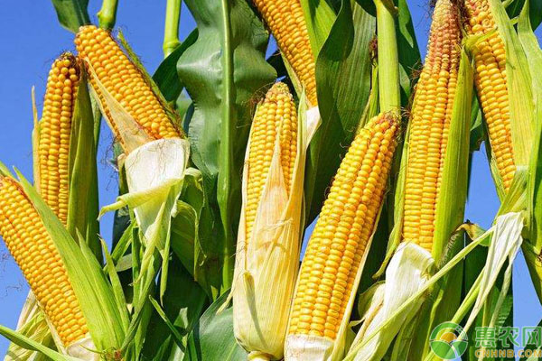 今日玉米多少钱一吨？2019最新全国玉米价格行情