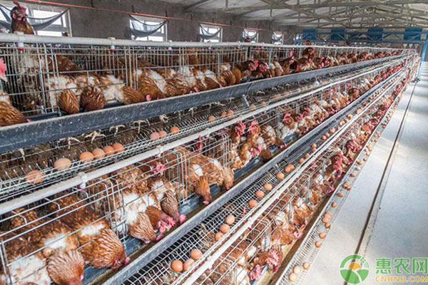 2019年养蛋鸡和养肉鸡哪个挣钱？