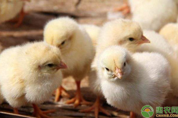2019年养蛋鸡和养肉鸡哪个挣钱？
