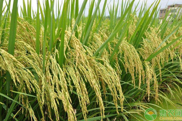 现在稻谷多少钱一斤？2019稻谷收购价格行情走势分析