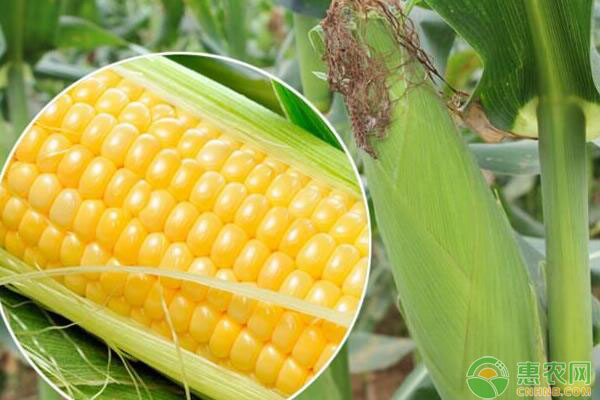今日玉米多少钱一斤？2019年玉米价格行情走势预测