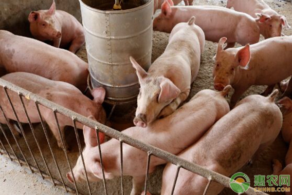 农村养猪“公司+农户代养”模式成本及利润分析