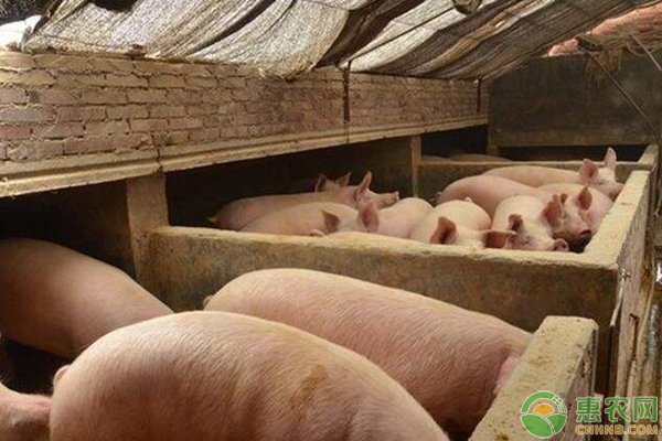 农村养猪“公司+农户代养”模式成本及利润分析