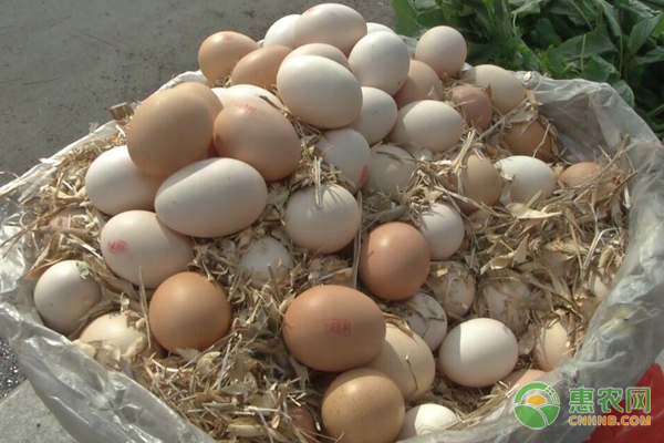 临近春节，鸡蛋价格如何？