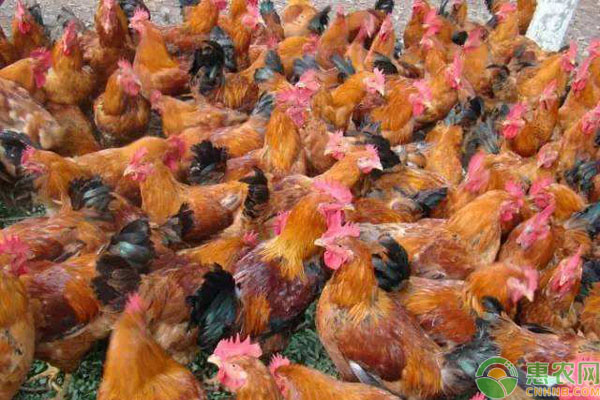 目前淘汰鸡多少钱一斤？2019最新淘汰鸡价格行情