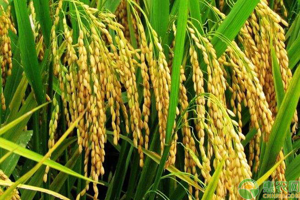 春节临近，水稻价格涨了吗？2019最新水稻收购价格行情