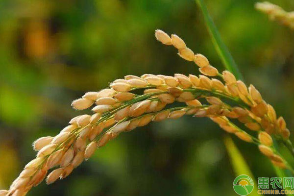 春节临近，水稻价格涨了吗？2019最新水稻收购价格行情