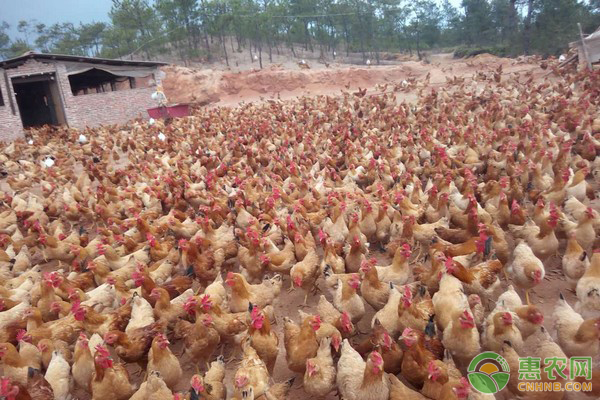 今日肉鸡多少钱一斤？2019年肉鸡最新收购价格行情