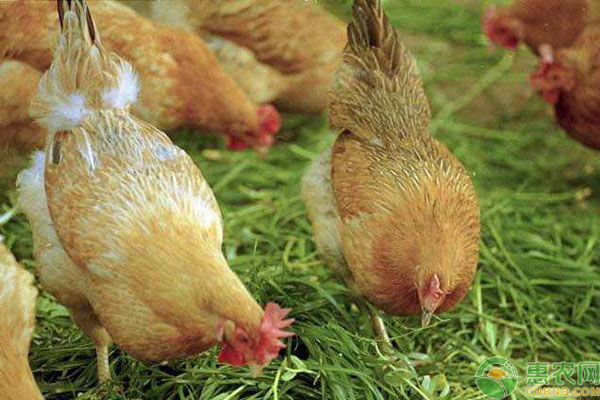 淘汰鸡多少钱一斤？2019最新淘汰鸡收购价格行情