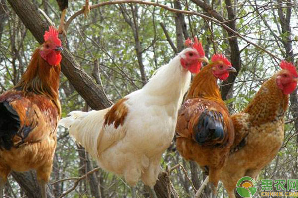 淘汰鸡多少钱一斤？2019最新淘汰鸡收购价格行情